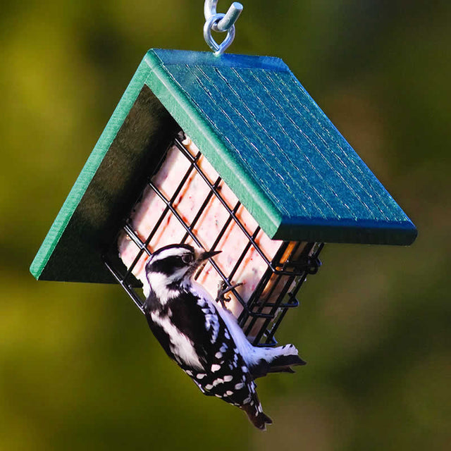 Duncraft Woodpecker Suet Feeder with weather-resistant roof, featuring a black and white bird enjoying suet from the metal basket in an outdoor setting.