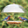 Woodlink Dome Top Bluebird Feeder with bluebirds perched and eating. Features an adjustable dome, large tray for mealworms or seeds, and is easy to clean and fill.