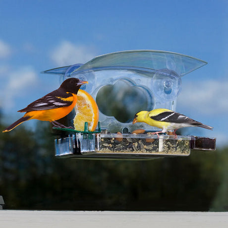 Mixed Treat Window Feeder with Baltimore Oriole and American Goldfinch eating seeds and orange slice, featuring easy-clean dish, roof shelter, and suction cup window attachment.