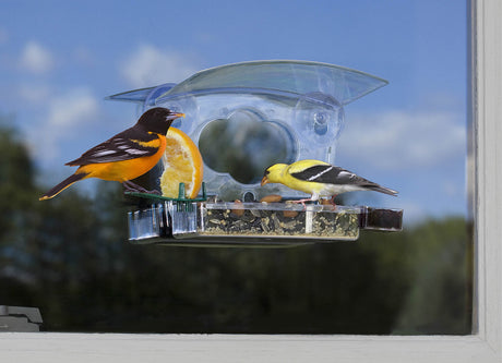 Mixed Treat Window Feeder: Yellow bird eating an orange slice on a clear feeder attached to a window, designed for close-up birdwatching and easy cleaning.