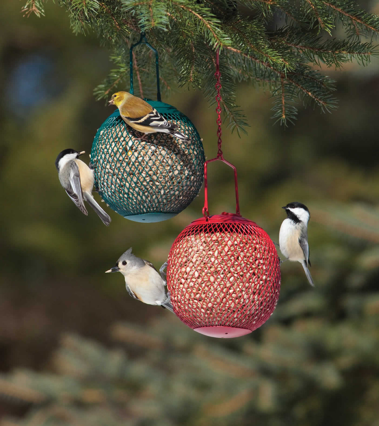 Seed Balls, Set of 2, hanging from a tree branch with birds feeding from red mesh feeders.