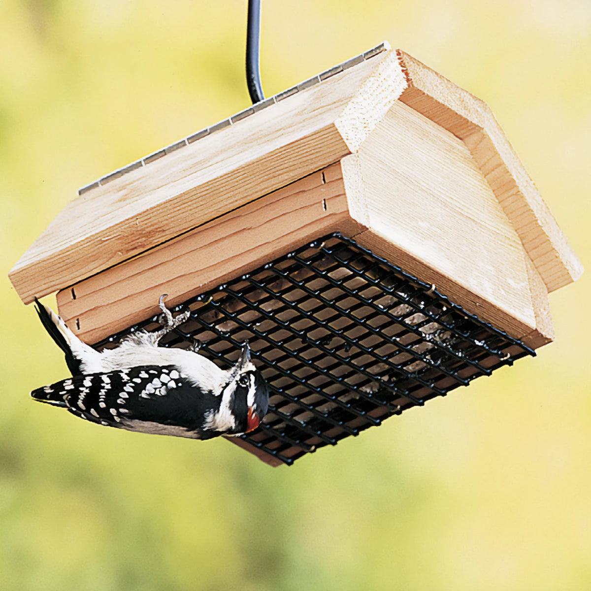 Duncraft Upside Down Suet Feeder with a woodpecker perched on it, designed to deter larger birds and hold one suet cake.