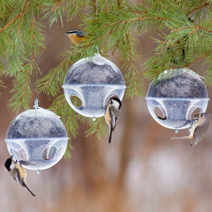 Duncraft Cling-A-Wing, Set of 3: Birds feeding from globe-shaped, starling-resistant feeders on tree branches. Features four feeding ports and weather-protected hopper.