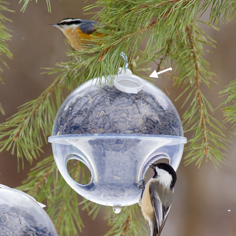 Duncraft Cling A Wing Seed Cap on a bird feeder with birds perched on a tree branch nearby.