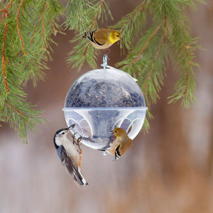 Duncraft Cling-A-Wing feeder with sunflower seeds, hosting two goldfinches and a nuthatch, hanging from a pine tree branch.