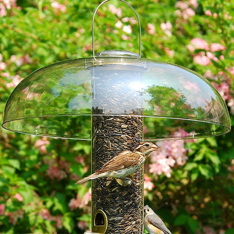 Bird feeder with a clear dome cover and birds perched on it against a green and pink floral background.