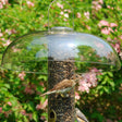 Aspects Super Tube Top bird feeder with clear weather dome, featuring a sparrow eating bird food and another bird standing nearby on a branch.