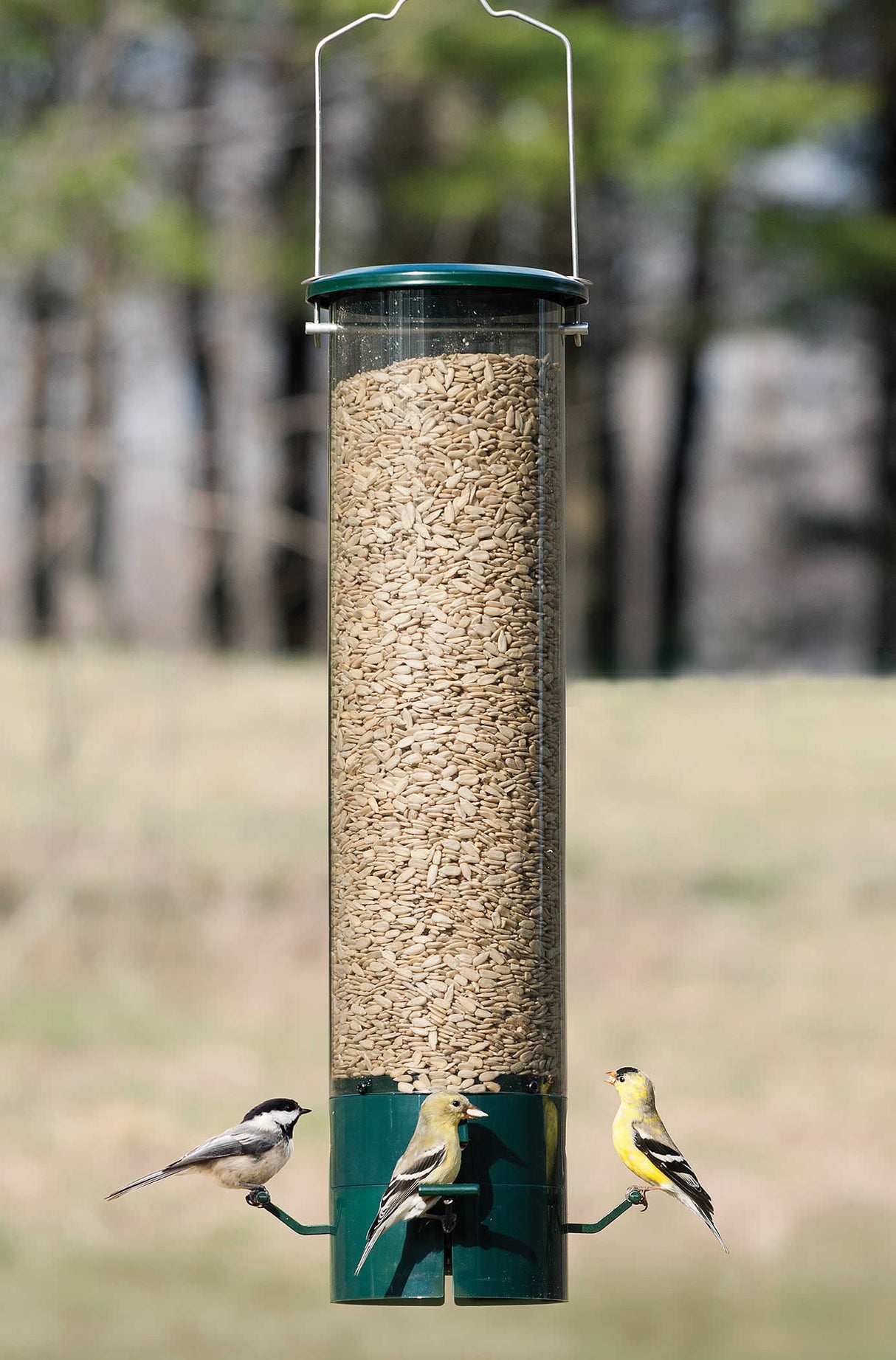 Magnet Squirrel Proof Feeder with magnetic perches, shown with birds feeding and a glass container full of sunflower seeds, deters larger birds and squirrels.