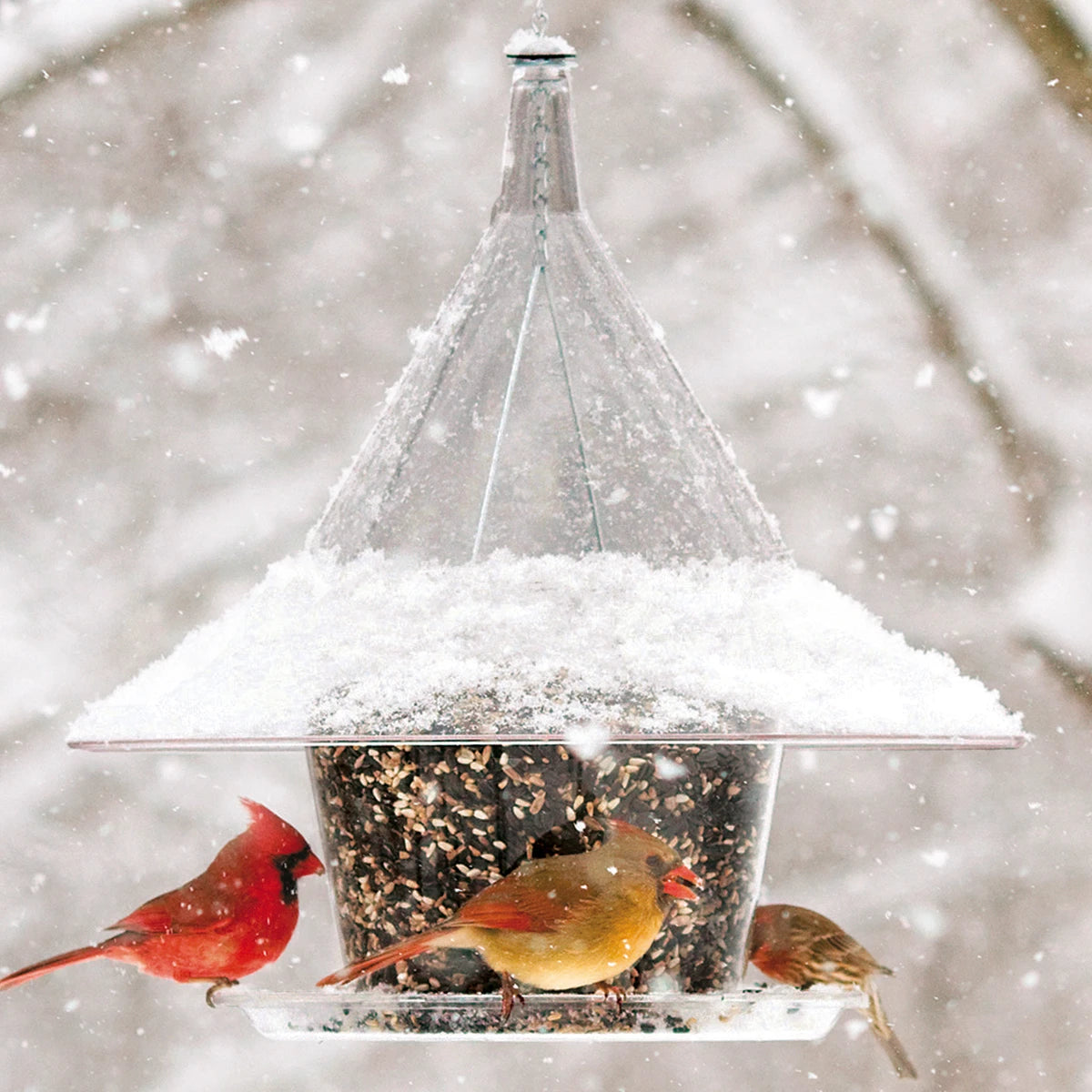 Arundale Sky Cafe Feeder with birds feeding, featuring a large, clear hopper and wide seed tray, designed to deter squirrels and hold 10 lbs. of seed.