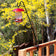 Clamp-On Deck Hook holding a red-topped hummingbird feeder, attached to a railing. A hummingbird hovers nearby, demonstrating the hook's bird-watching utility.
