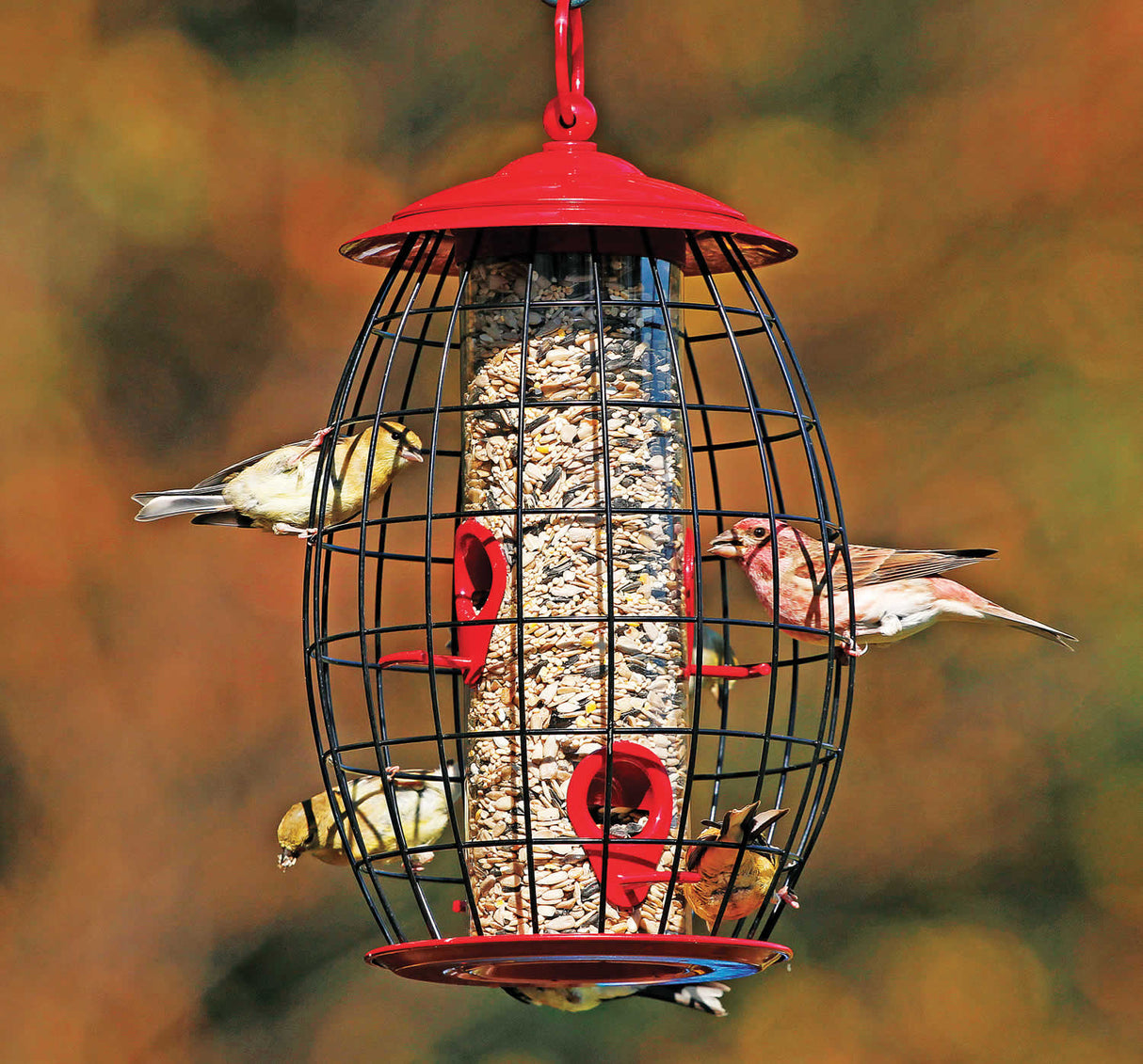 Sweet Treats Cafe Feeder with wire caging, birds eating seeds. Features a secure twist-off cap and a 1.5 lb seed capacity.