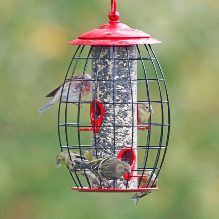 Sweet Treats Cafe Feeder with wire caging, designed for small birds. Features a secure twist-off cap and 1-1/2 lb. seed capacity.