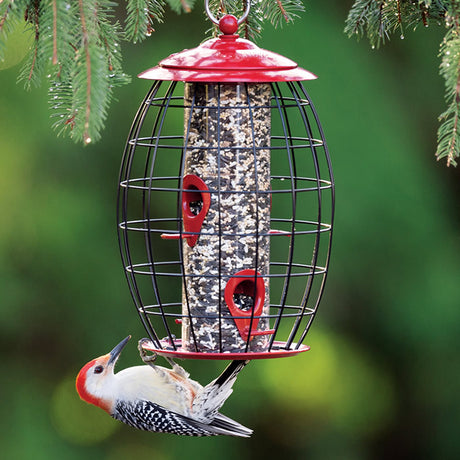 Sweet Treats Cafe Feeder with wire caging and twist-off cap, featuring a woodpecker eating from the feeder.