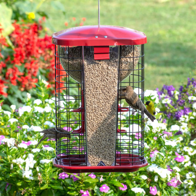 Jumbo Squirrel Resistant Hopper Feeder with a bird feeding on it, featuring a secure wire cage, four feeding ports, and a snap-on lid.