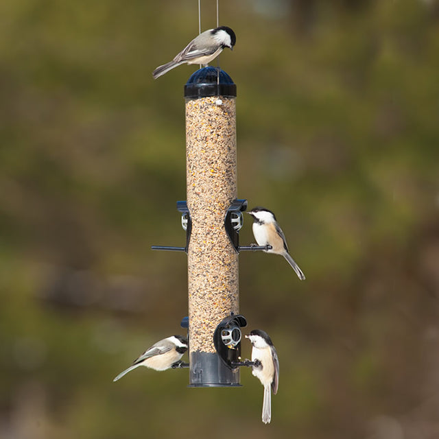 Squirrel Shield Tube Feeder with four perches, circular exterior port guards, and protective interior grates. Birds are shown feeding, preventing seed loss and squirrel access.