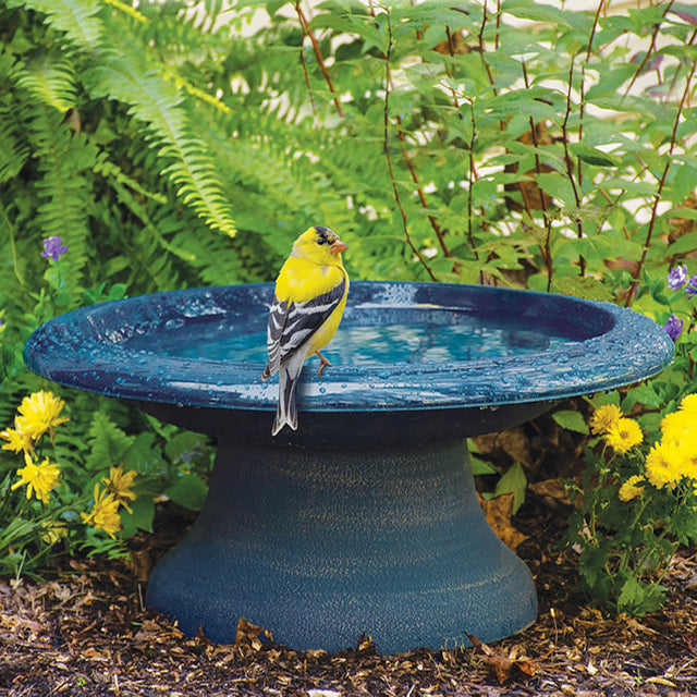 Short Navy Blue Fiber Clay Bird Bath with a yellow bird perched on its edge, showcasing the bath's sloping basin and easy viewing feature.