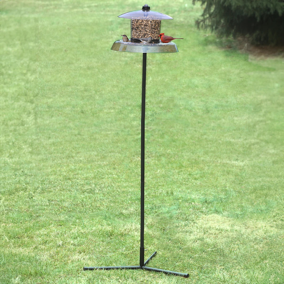 Droll Yankees Jagunda Squirrel-Proof Bird Feeder with Auger on a pole, featuring a red cardinal, placed in grassy outdoor setting.