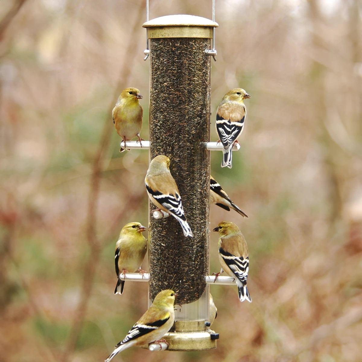 Aspects Finch Antique Brass Tube Feeder