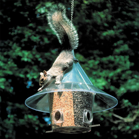 Arundale Mandarin A La Carte bird feeder with a squirrel attempting to access the seeds, showcasing its squirrel-proof design with angled rim and overhanging hood.