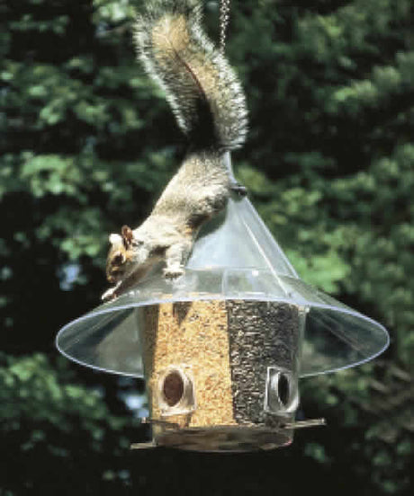 Arundale Mandarin A La Carte bird feeder with a squirrel attempting to climb it, showcasing its squirrel-proof design and four seed compartments.