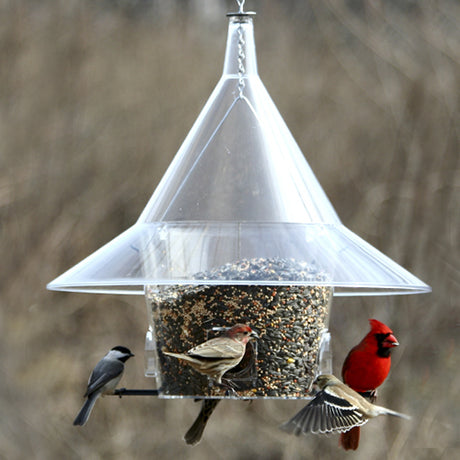 Arundale Mandarin Squirrel Proof Feeder with birds feeding from seed ports, featuring a large hood to prevent squirrel access and a clear plexiglass design.