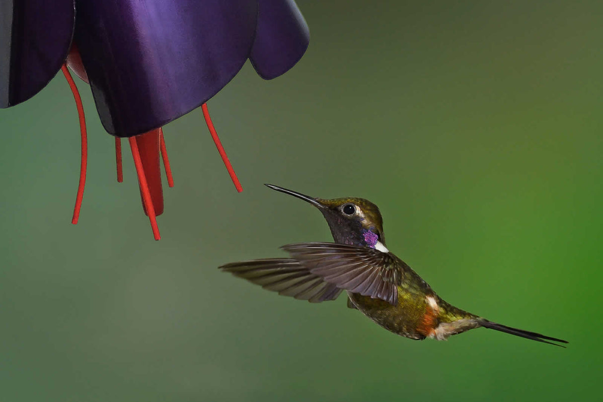 Fuchsia Hummingbird Feeder with a purple flower design, featuring a rust-colored hanger, 8 oz. nectar bottle, and feeding nipple.