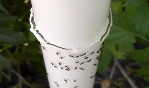 Nectar Fortress Natural Hummingbird Ant Repellent gel on a white tube with ants, designed to repel ants safely around feeders.