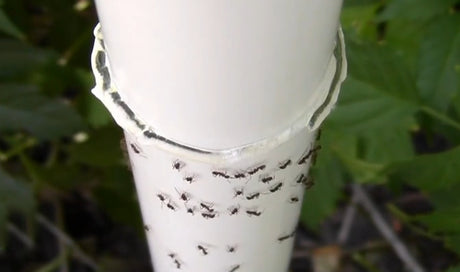 Nectar Fortress Natural Hummingbird Ant Repellent gel on a white tube with ants, designed to repel ants safely around feeders.