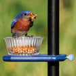 Duncraft Pole Mount Mealworm Feeder showing a bluebird eating from a clear plastic dish on a blue recycled plastic base.