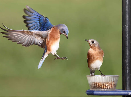 Duncraft Pole Mount Mealworm Feeder with a bluebird flying nearby, featuring a clear plastic dish and durable blue base for easy monitoring and cleaning.