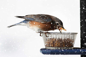 Duncraft Pole Mount Mealworm Feeder with a blue plastic base and clear feeding dish, designed for bluebirds to eat mealworms on a pole.