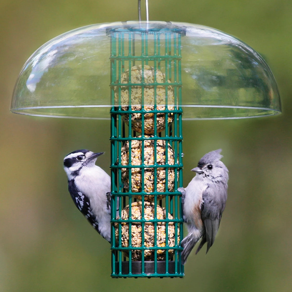 Duncraft Protected Seed Ball Feeder with built-in clinging space, shown with birds feeding on seed balls under a clear plastic weather guard.