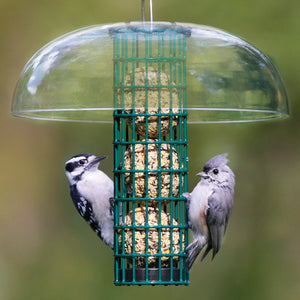 Duncraft Protected Seed Ball Feeder with built-in clinging space, shown with birds feeding on seed balls under a clear plastic weather guard.