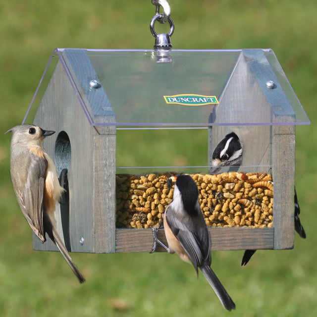 Duncraft Sheltered Mealworm Feeder: Small birds feeding inside a green, rustic feeder with clear plastic sides and a protective roof, hanging outdoors.