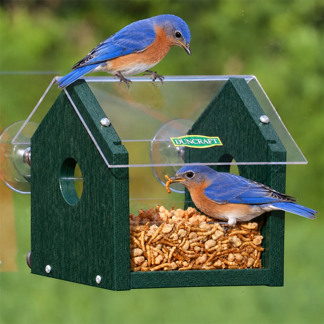 Duncraft Window Mealworm Feeder with a bluebird inside, feeding through the side openings, featuring a clear plastic roof and suction cups for window attachment.