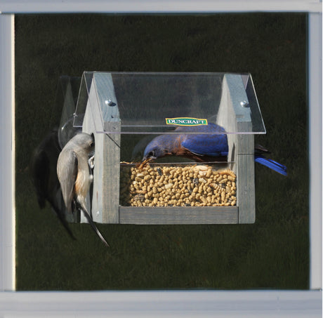 Duncraft Window Mealworm Feeder with a bluebird inside, feeding through the side openings, featuring a clear plastic roof and suction cups for window attachment.