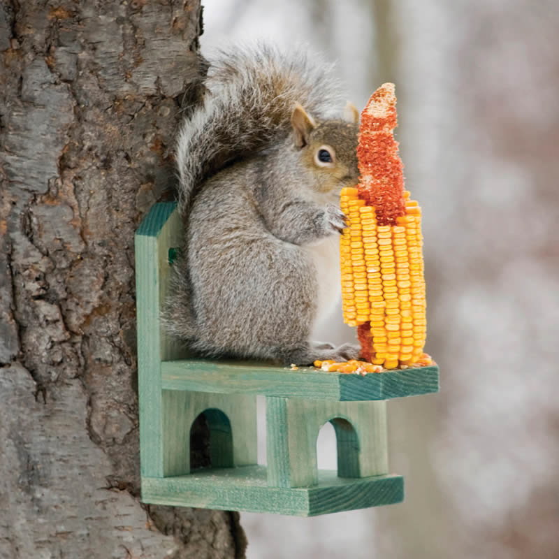 Squirrel Corn Table Feeder with a squirrel eating corn on a bird feeder, showcasing the interactive feeding feature and rustic design.