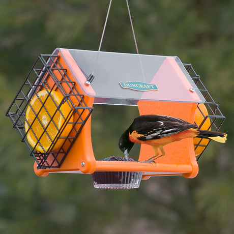 Duncraft Eco-Delight Oriole Feeder with two fruit cages and a jelly dish, featuring a clear roof to protect the jelly and attract orioles.