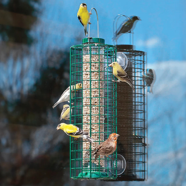 Squirrel Proof Window Selective Bird Feeder with attached suction cups and window bracket, featuring outer mesh for birds to feed and squirrel-restricting caging.