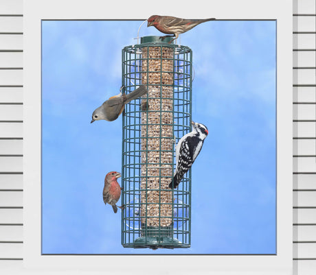 Squirrel Proof Window Selective Bird Feeder with metal caging, suction cups, and goldfinches feeding on seeds.