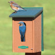 Duncraft Eco-Strong Bluebird House: A bluebird perched on a durable brown and green birdhouse, designed with ventilation, drainage, and a lift-up front panel for easy cleaning.