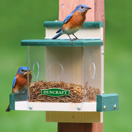 Duncraft Clearview Bluebird Feeder with birds perched, featuring clear sides, mealworms, and 1-1/2 inch entry holes.