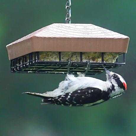 Duncraft Roof Top Suet Feeder with a brown PVC roof and metal cage, designed to hold suet or seed blocks, featuring a bird feeding.