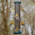 Aspects Spruce Finch Tube Feeder with multiple birds feeding, featuring a clear plastic tube and metal perches, available in two sizes for finch feeding.