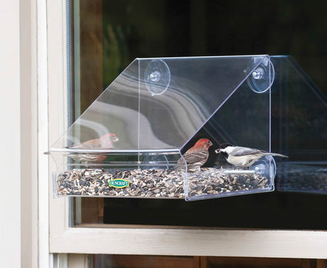 Duncraft 12 Window Awning Feeder: Multiple birds feeding in a clear acrylic feeder with awning roof, attached to a window.