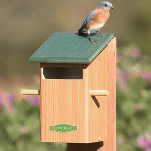 Duncraft Sparrow-Resistant Bird House: A bluebird perched on a wooden birdhouse with two wooden dowel perches and a slotted entry hole.