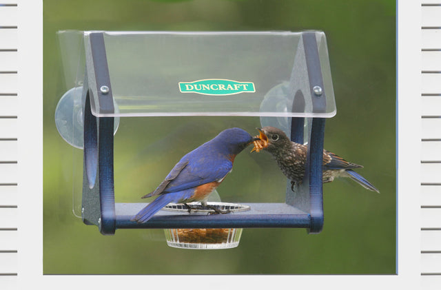 Duncraft Bluebird Mealworm Fly-Thru Window Feeder with clear plastic roof, bluebird feeding on mealworms in recessed dish, attached to window with three suction cups.