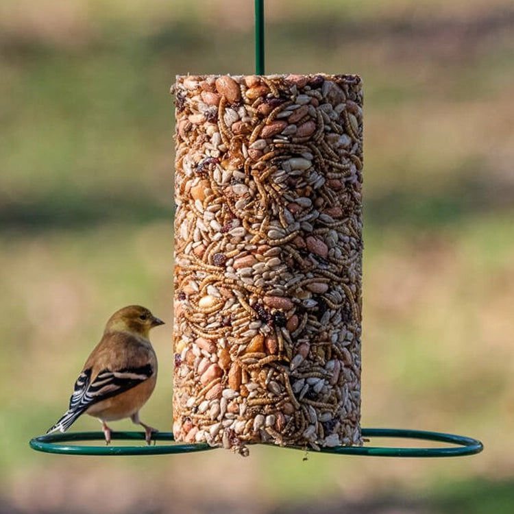 Bird perched beside a Mr. Bird Jumbo Bugs, Nuts & Fruit seed cylinder on a hanging green metal feeder.