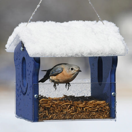 Duncraft Classic Bluebird Feeder: A bluebird is feeding inside a clear-sided, enclosed feeder with oval openings and a plastic roof, designed for dried mealworms.