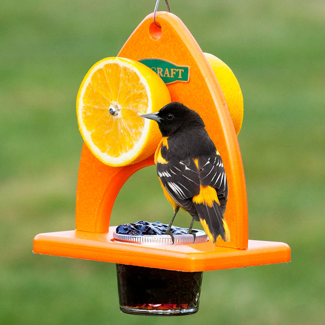 Duncraft Oriole Delight Feeder with bird perching on orange slice, featuring sturdy mounts, glass jelly jar, and cable hanger. Ideal for attracting orioles.